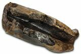 Fossil Tyrannosaur (T rex) Partial Metatarsal - Wyoming #382558-3